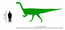 A silhouette drawing of Plateosaurus in lateral view, and a human male. The dinosaur is depicted as a biped. The 1.8-metre-tall (5.9&nbsp;ft) human does not reach hip height of Plateosaurus.