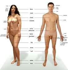 Photograph of an adult female human, with an adult male for comparison.  Note that the body hair of both models is removed.
