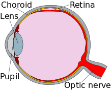 Diagram of an eye, in cross-section.