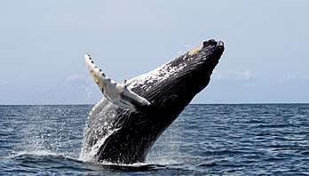 Photo of whale with head in the air and two-thirds of its body out of the water, falling onto its back
