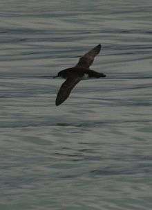 Hutton’s shearwater in flight over the sea