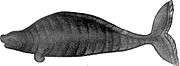 Side view, a large body, a small head, a protruding snout, a small eye just behind the snout with eyelids, vertical folds on the body, and a serrated tail in a vertical position similar to a fish