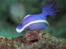 Blue nudibranch with a white line around its middle and an anemone-like projection off its back clinging to a rock