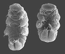 A tardigrade and a tardigrade curled up in its tun stage.