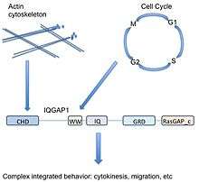 IQGAP1 integrates diverse signaling pathways.