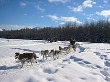 Dogsledder and team race along the snowy Iditarod Trail