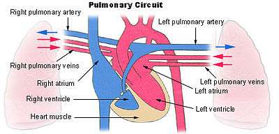 Diagram showing the four chambers of the heart and the pulmonary arteries and veins connecting it to both lungs