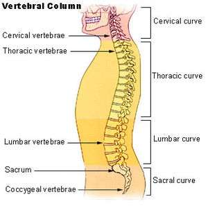 The lumbar region in regards to the rest of the spine