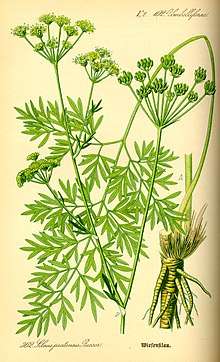 A botanical illustration of Silaum silaus
