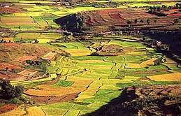colorful rice paddies cover rolling hills