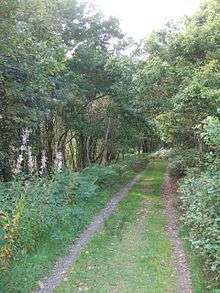 Path in Pengelli Forest From geograph.org.uk 19 September 2009