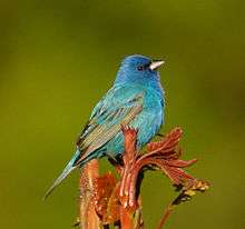 A bright blue bird with black in the wings perches, poised to sing, on new spring growth.
