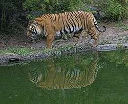 A tiger walking left along the side of green water, its reflection can be seen in the water