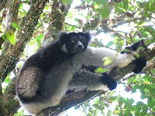 Indri sitting on a tree branch resting, with head placed on its knee