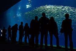 Visitors look through a very large window into an aquarium containing a school of Pacific sardines and mahi-mahi