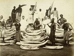 Men standing among piles of elephant tusks