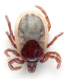 A tick of the species Ixodes ricinus