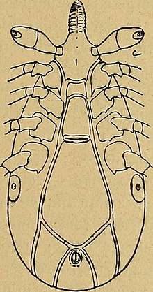 Illustration of ventral side of Ixodes minor