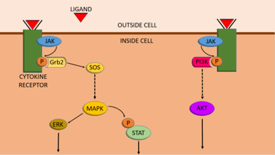An example of the integration between JAK-STAT, MAPK/ERK and PI3K/AKT/mTOR signalling pathways. JAKs phosphorylate cytokine receptors which can bind a protein called Grb2, which activates MAPK signalling. MAPK can also phosphorylate STATs. Phosphorylated cytokine receptors can also be bound by PI3K proteins, which activates the PI3K pathway.