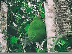 Jackfruit - Kerala's official fruit