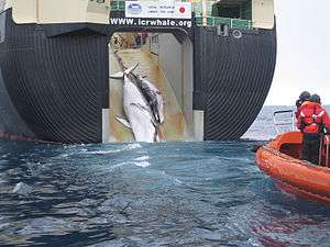 Mother and calf minke whales are pulled through the rear of a Japanese research ship.