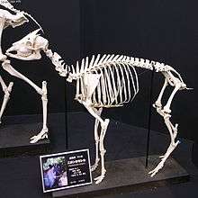 A Photograph of the skeleton of a goat-like animal