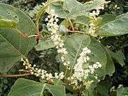 The large leaves and white inflorescence of the Japanese knotweed