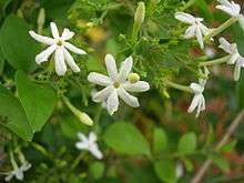 Mysore Jasmine  (Jasminum grandiflorum)