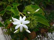 Udupi Jasmine  (Jasminum grandiflorum)