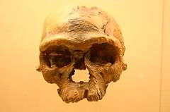 Jebel Irhoud 1. Homo Sapiens, approx. 315,000 years old