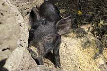 A Jeju Black piglet