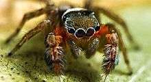 A new species of jumping spider discovered at the Quinkan Bush Blitz in 2017.
