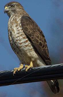 A hawk, brown with mottled breast and yellow feet, stands ready