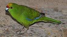 A green parrot with blue-tipped wings, an orange forehead, and a red mark above the beak