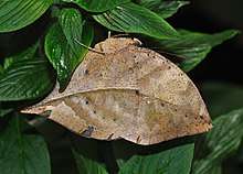 A 'dead leaf' butterfly