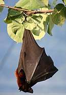 A rufus-colored bat with brown wings