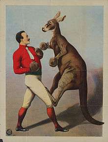 Well dressed man boxing a kangaroo with gloves. Printed in Hamburg, Germany in the 1890s by Adolph Friedländer (1851–1904).
