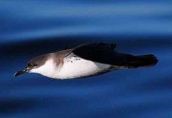 A seabird with dark back and wings and a white belly soars over the ocean