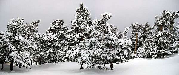 Panorama of snow covered trees in Karkaraly National Nature Park