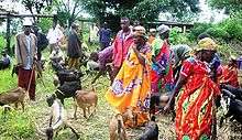 women in colourful dresses tending goats