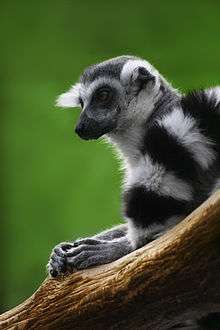 Ring-tailed kawanu resting with hands on wooden branch