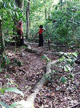 Two women discuss beside two very long tree roots in a forest.