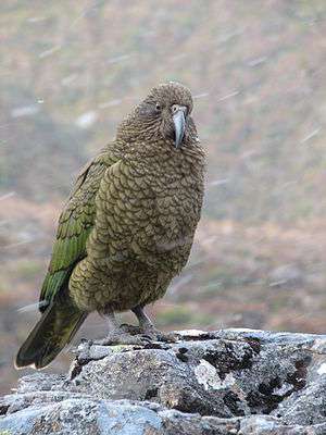 A green parrot with a light-brown head and a brown-green underside