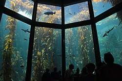 Aquarium visitors gaze up through large windows into the 28-foot-tall Kelp Forest exhibit, containing giant kelp and a few schools of fishes