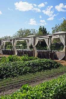 Planted rows with canopied tables behind