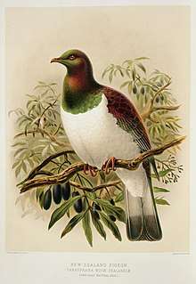Illustration of New Zealand pigeon