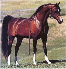 Conformation shot of the bay stallion Khemosabi standing in a green field