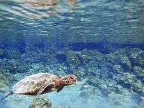 Green Sea turtle swimming in Kiholo Bay