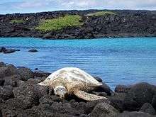 Sea turtle basking in Kiholo Bay