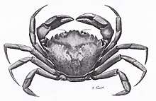 Antique illustration of a green shore crab (Carcinus maenas).